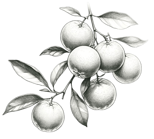 illustration-clementine